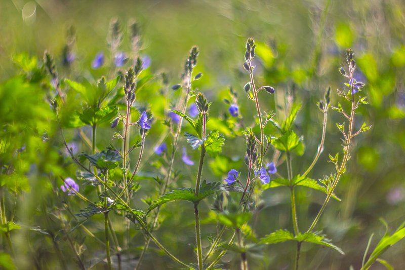 цветы, природа, весна, вероника  фото превью