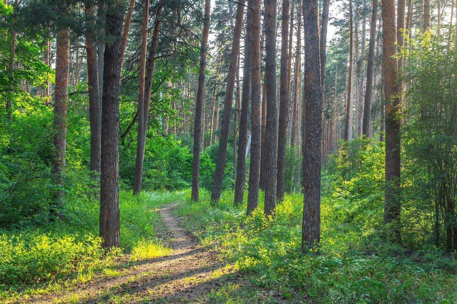 природа, лето, лес, деревья, воронежский заповедник, Руслан Востриков