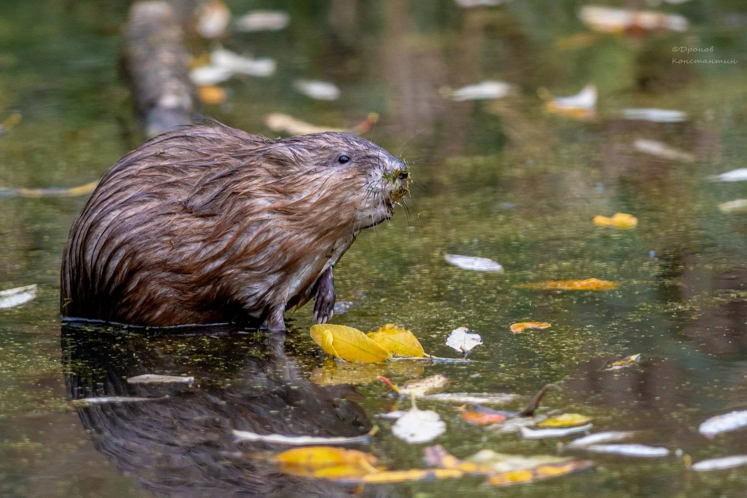 ондатра, животные, фотоохота, Дронов Константин