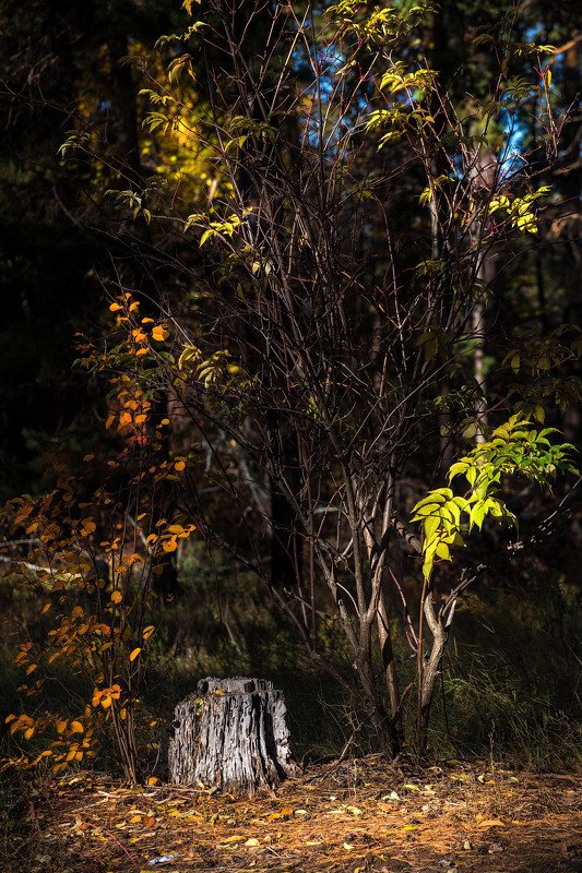 южный урал,оренбургская область, орск, новотроицк,башкирия, башкертостан Живописный пень... фото превью