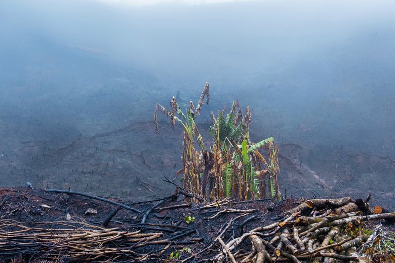 джунгли когда СОЖГЛИ ДЖУНГЛИ фото превью