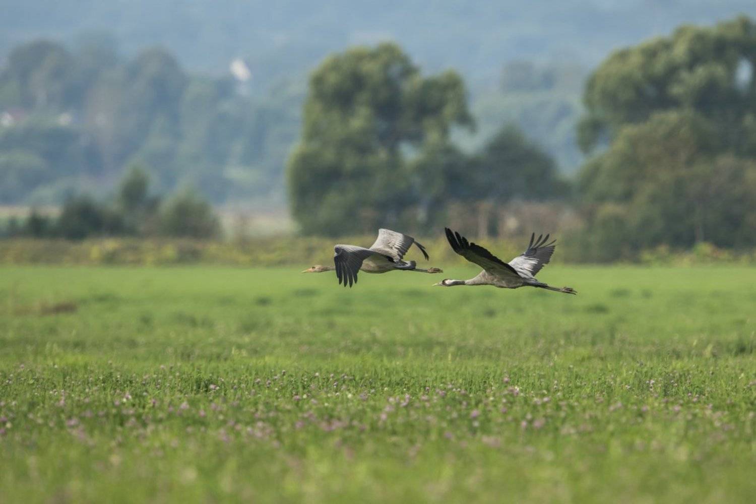журали, Александр Маркелов