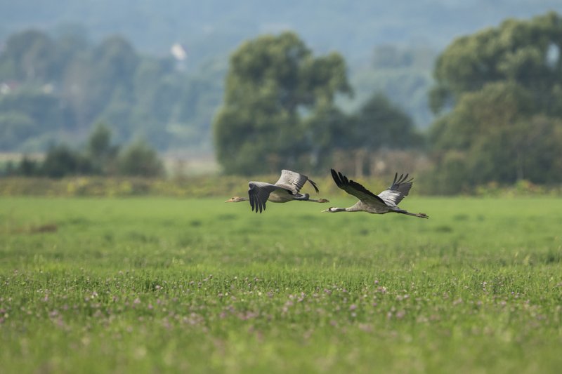 журали Журавлиная пора фото превью
