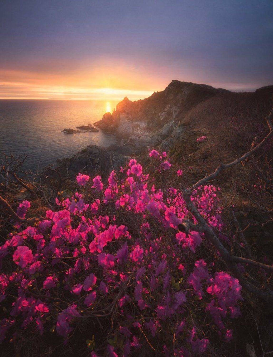 россия,приморский край,находка,мыс пассека,весна,закат,рододендрон,цветы,дмитрий подкопаев, Дмитрий Подкопаев