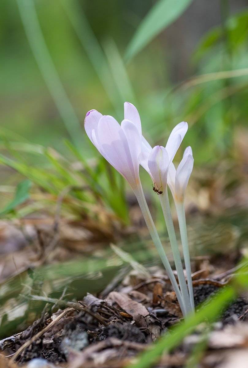 , Александр Земляной
