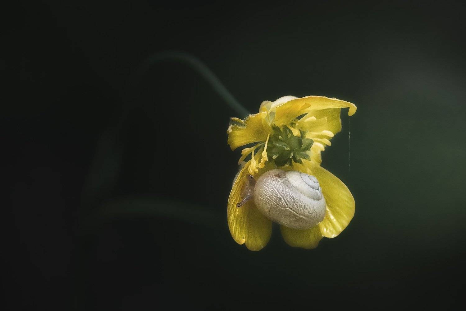 , Шинкарева Елена