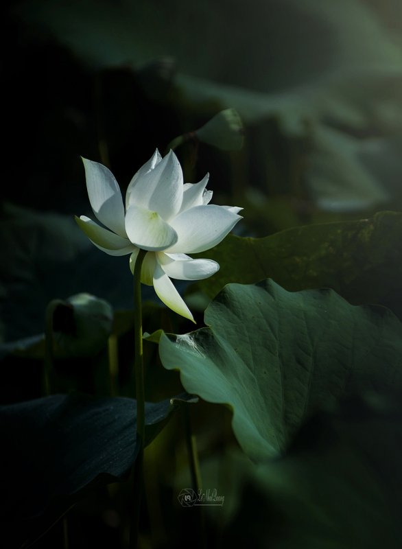 White lotus фото превью