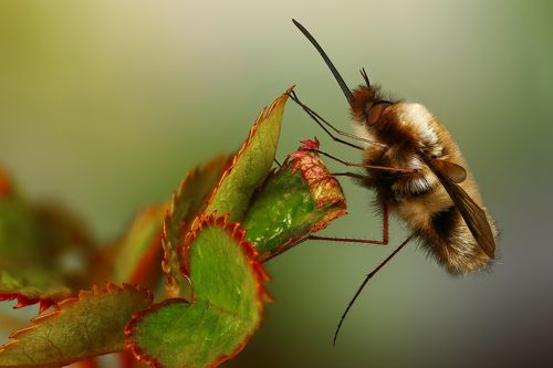 Толстячок на танцах