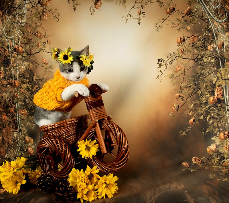 кошка, котенок, сats, домашнии любимцы, котенок, kitten,натюркотики, осень,autumn Котенок Сэйдж в осенней теме. Скоро осень фото превью