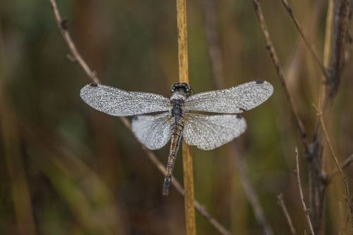 Стрекоза обыкновенная...