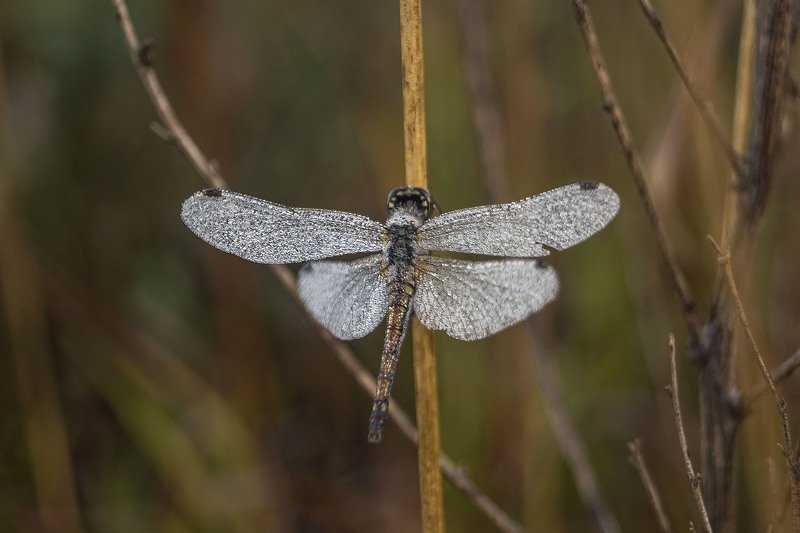 природа лето утро роса насекомые стрекоза макро Стрекоза обыкновенная... фото превью
