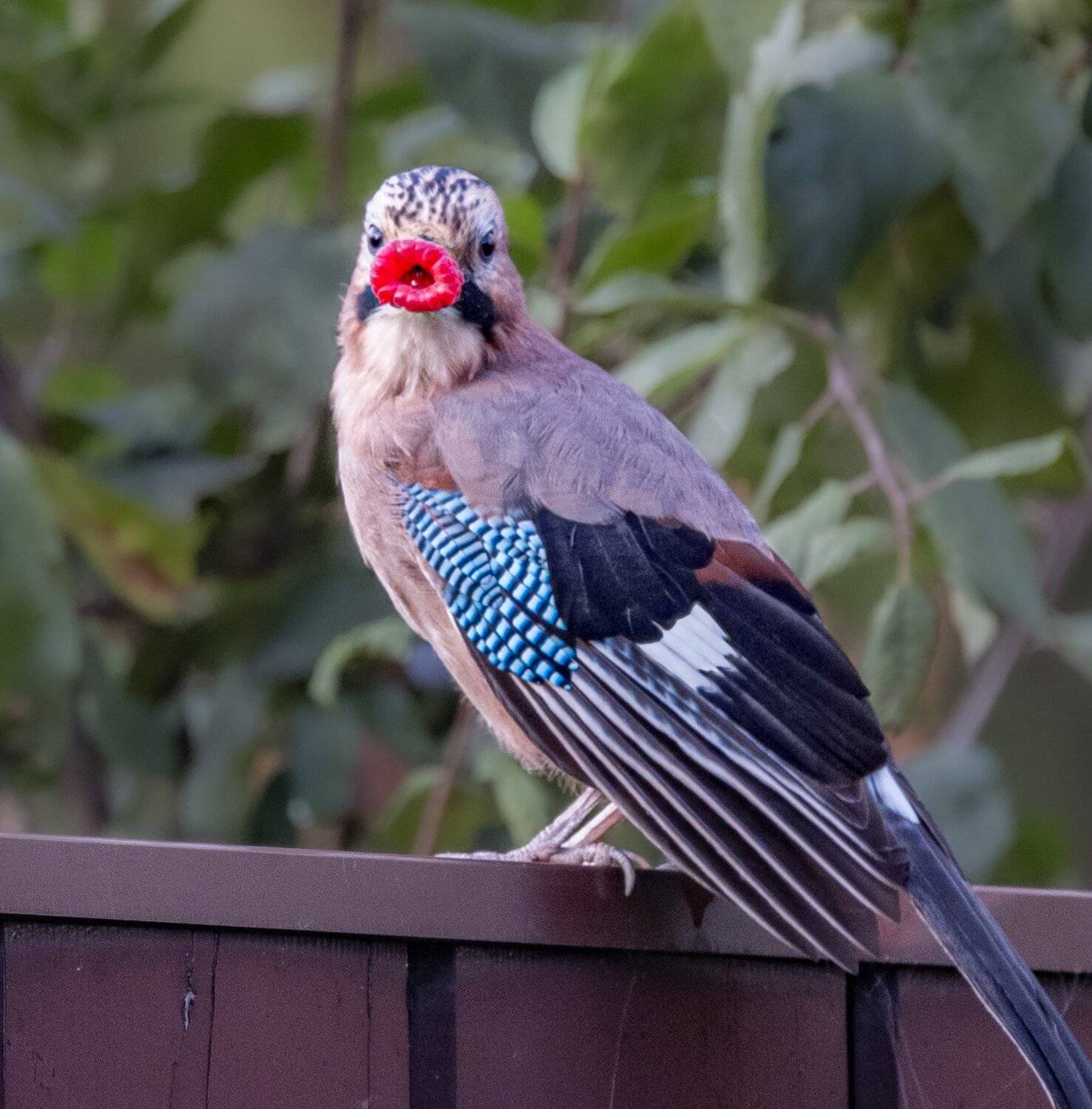 , Курлянцев Алексей
