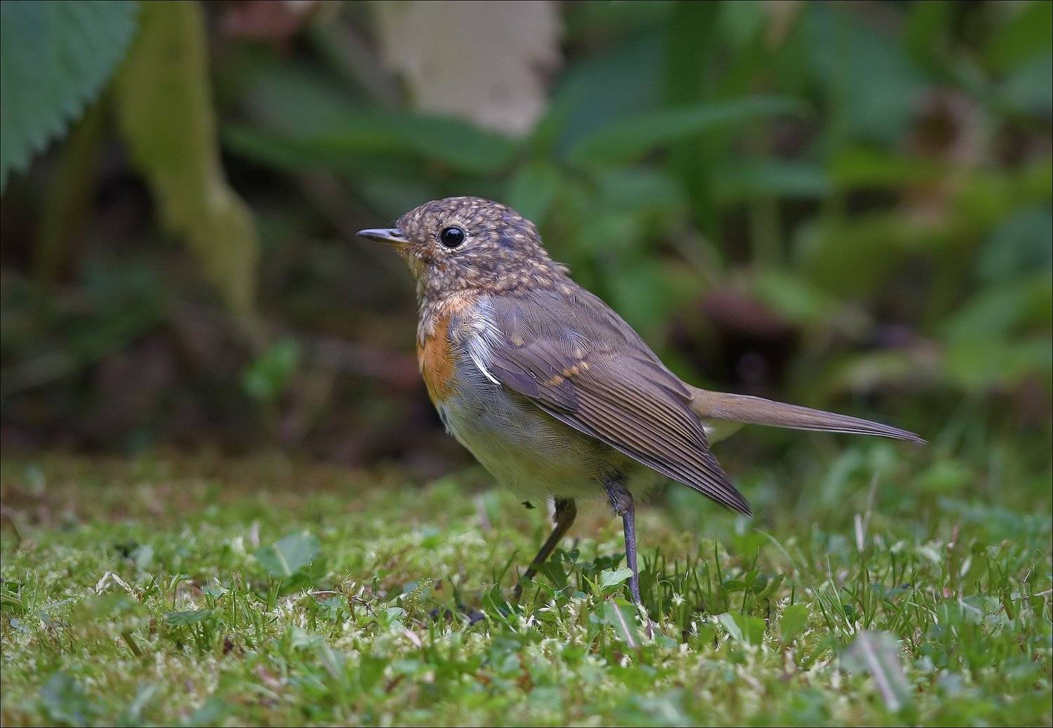 зарянка, малиновка, Андрей Медведев