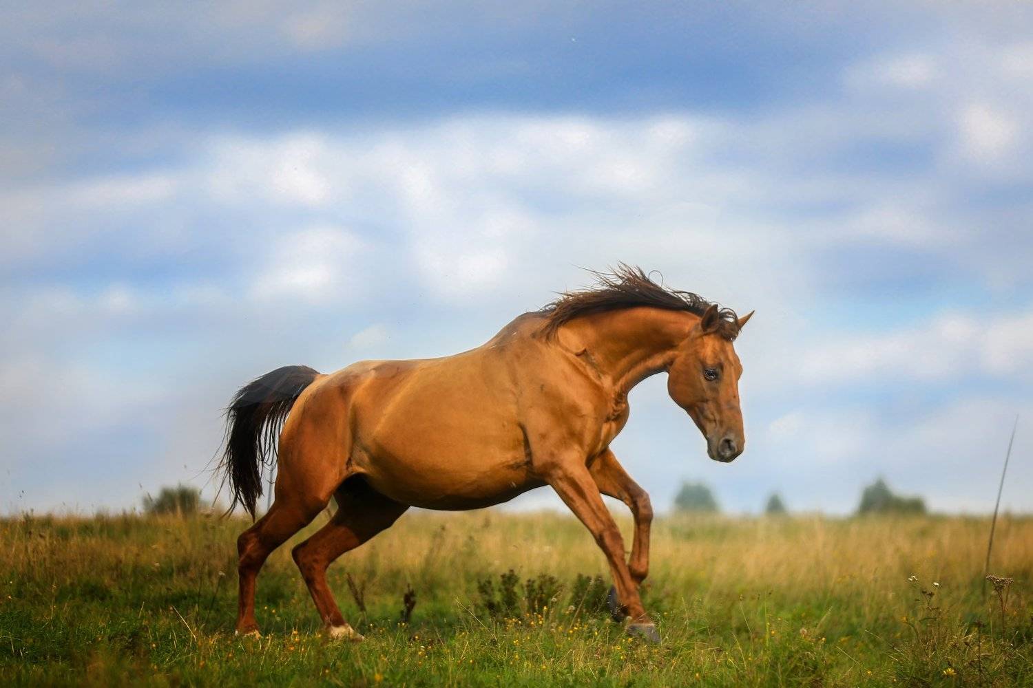 , Андрей Ершов