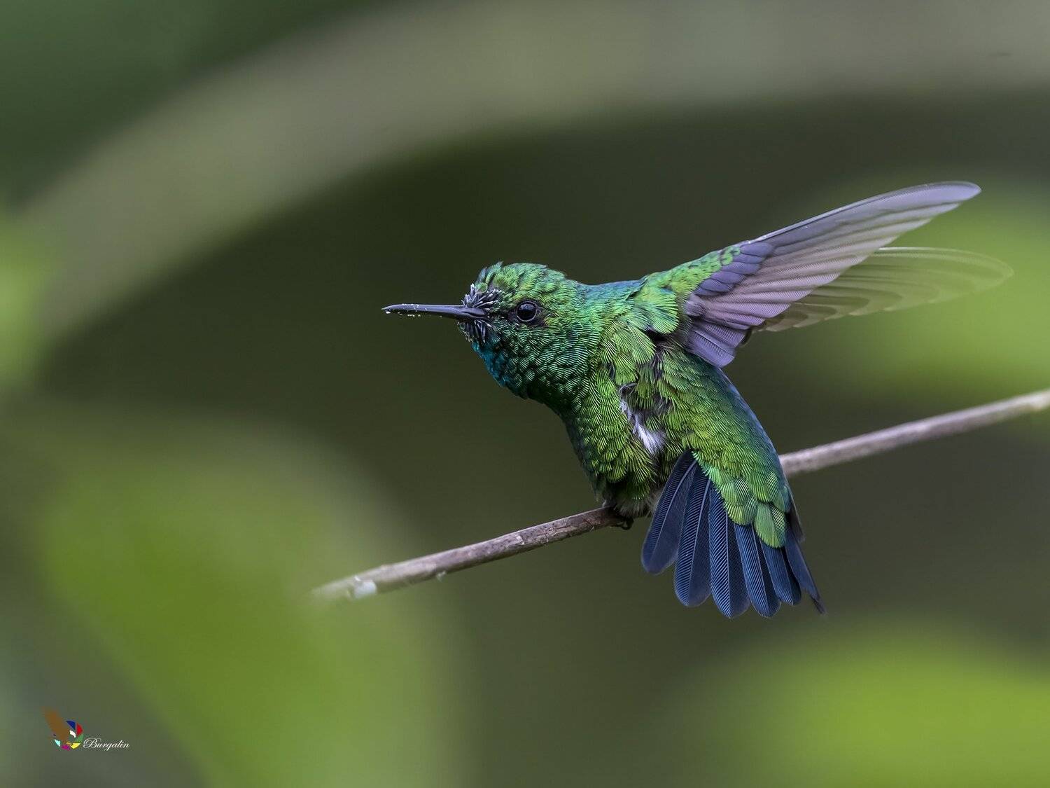 , Fernando Burgalin Sequeira