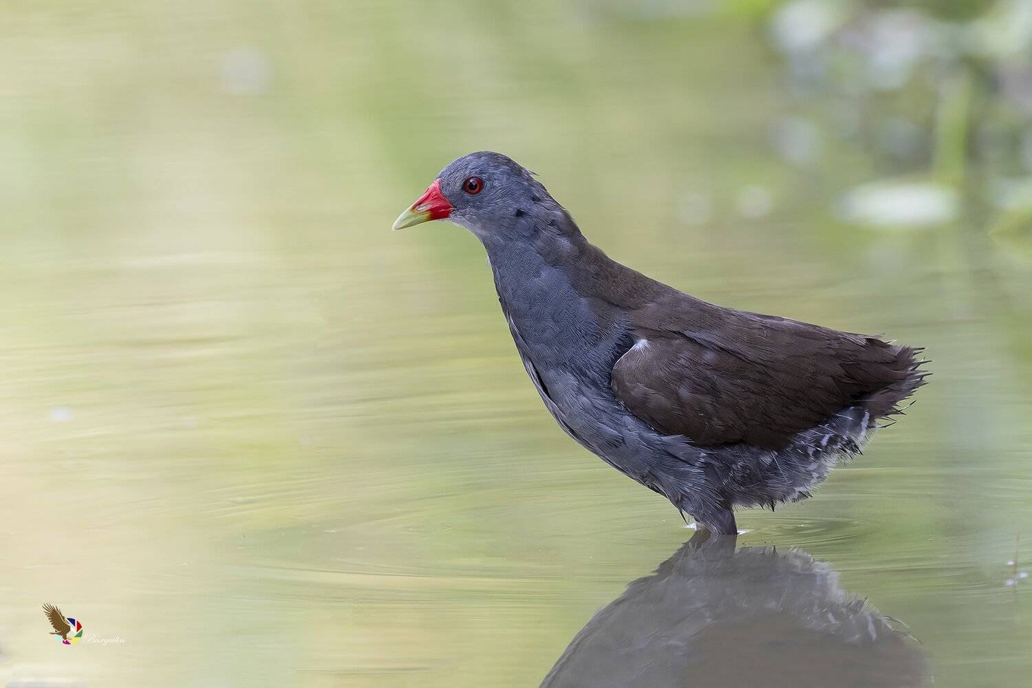 , Fernando Burgalin Sequeira
