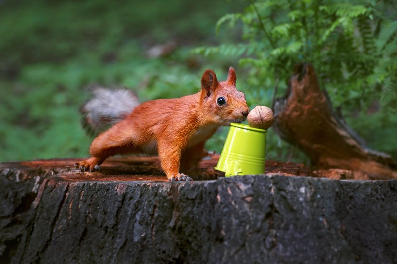 tokina 100 macro, beautiful, красивый, moment, момент, nature, природа, wildlife, animal, животное, forest, лесное, fluffy, пушистый, red, рыжая, squirrel, белка, nut, орех, Так-так... уж не мне ли этот орешек? :) фото превью