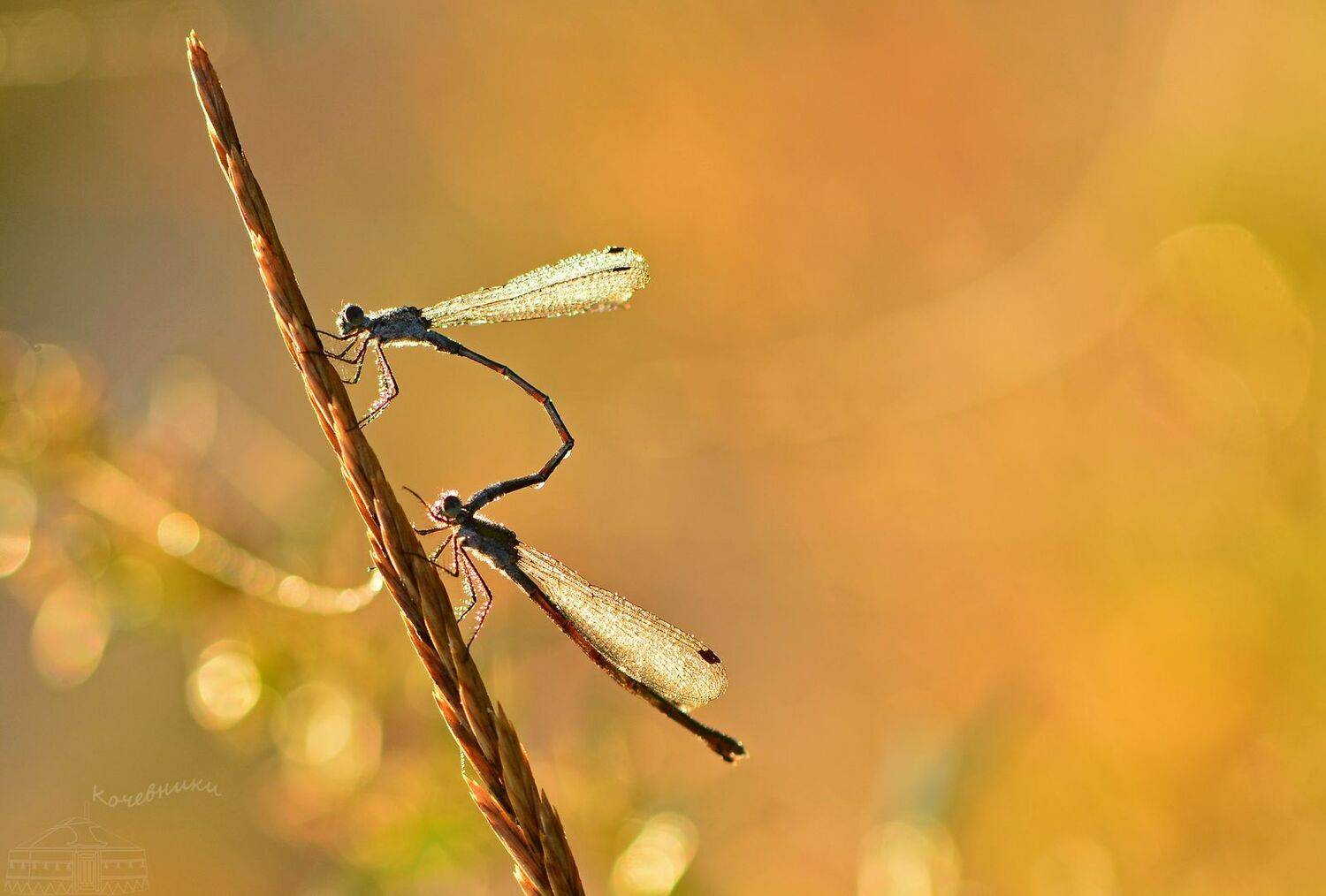 стрекоза, рассвет, насекомые, макросъемка, Юлия Абрамова