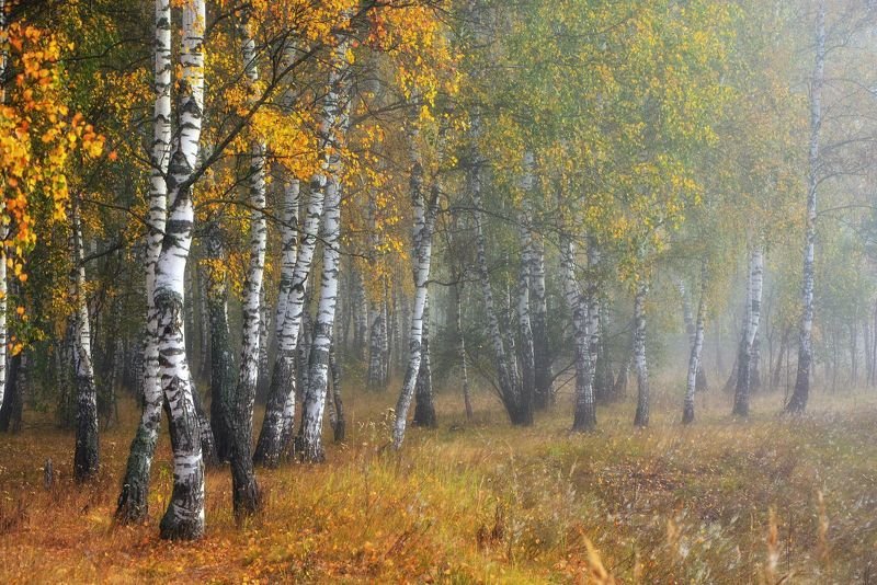 осень, березы, лес, золотая осень, туман, Осень в березовой роще фото превью