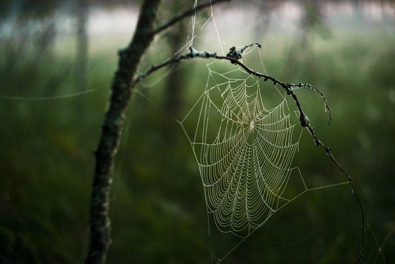 Без хозяина фото превью