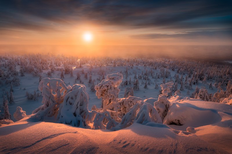 снег, ёлки, деревья, зима, солнце, небо Зима близко фото превью