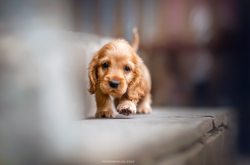 осень, портрет, движение, собака, анималистика Малыши фото превью