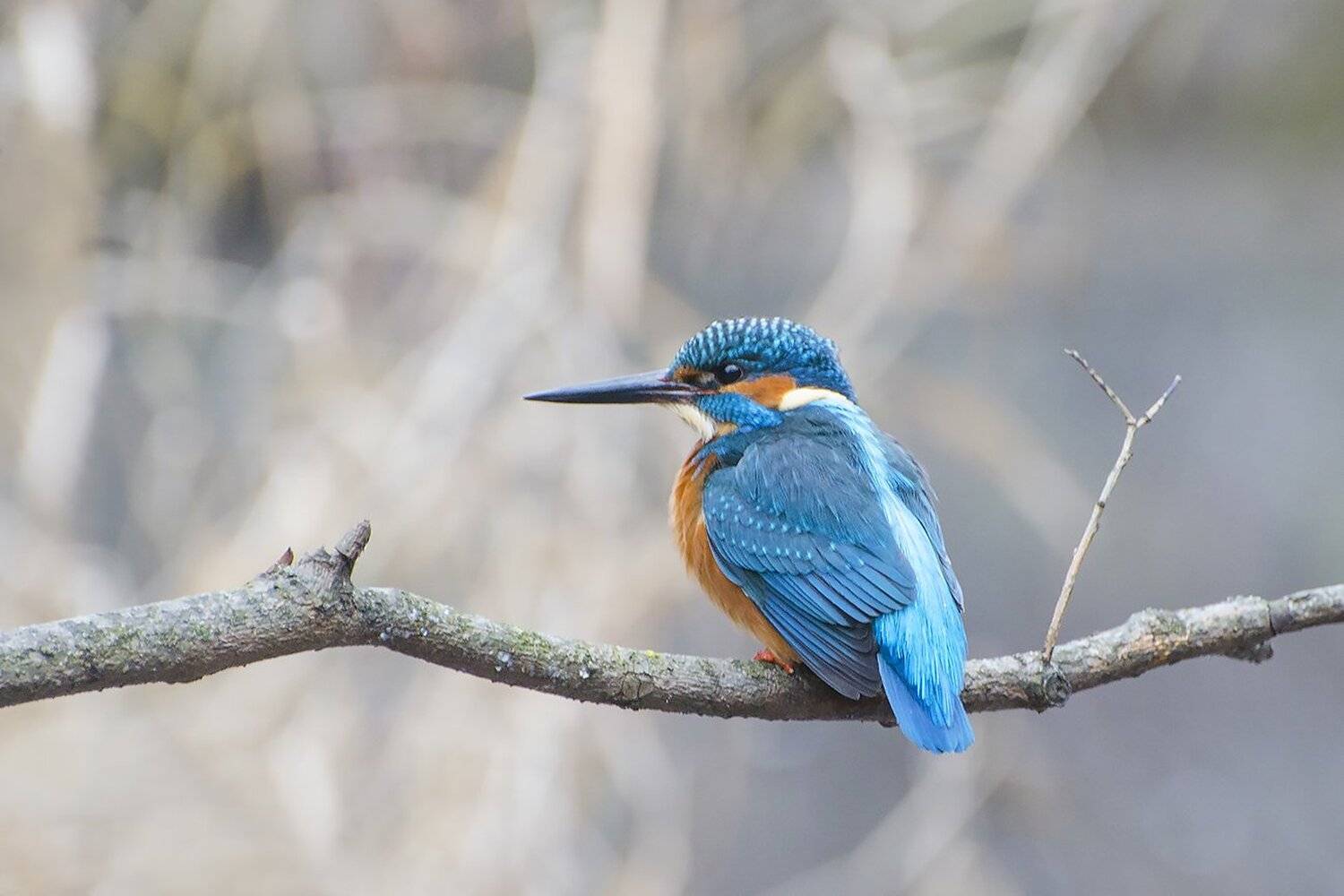 птица, зимородок, Михаил Агеев