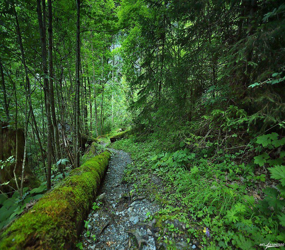 swiss, Матвеев Николай