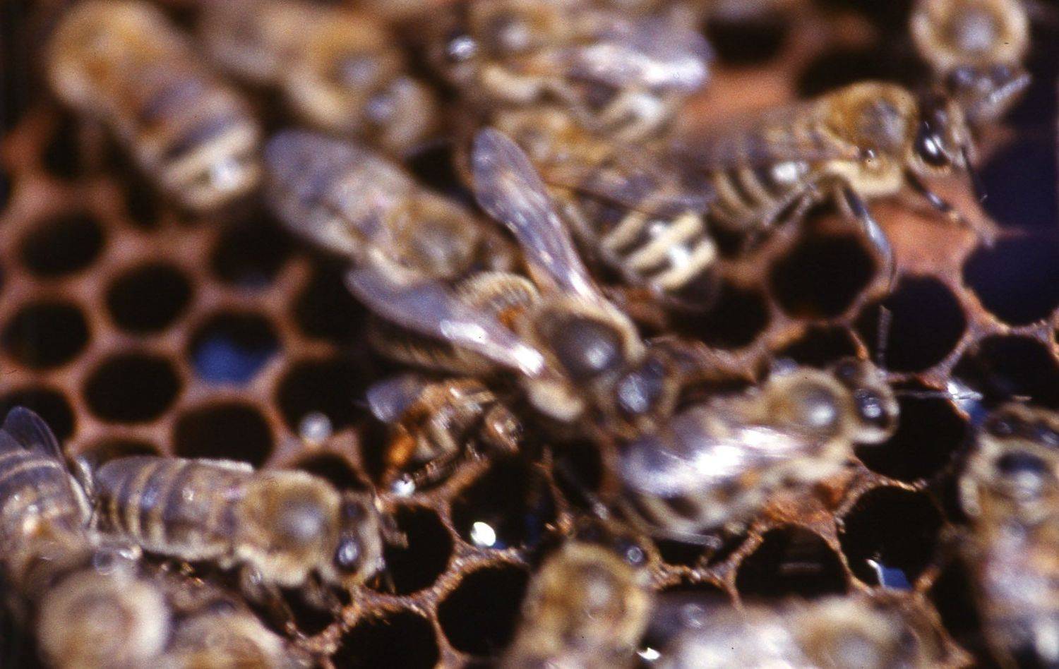 в, центре, матка., петр чиков