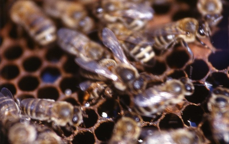 в, центре, матка. В центре МАТКА. фото превью