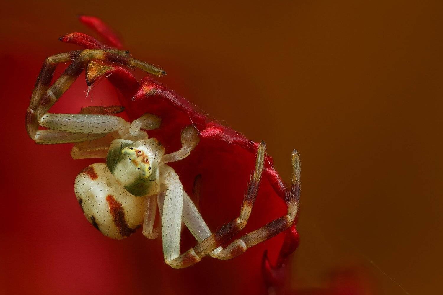 макро,природа,животное,паук,красный,белый,цвет,лист, Андрей Шаповалов