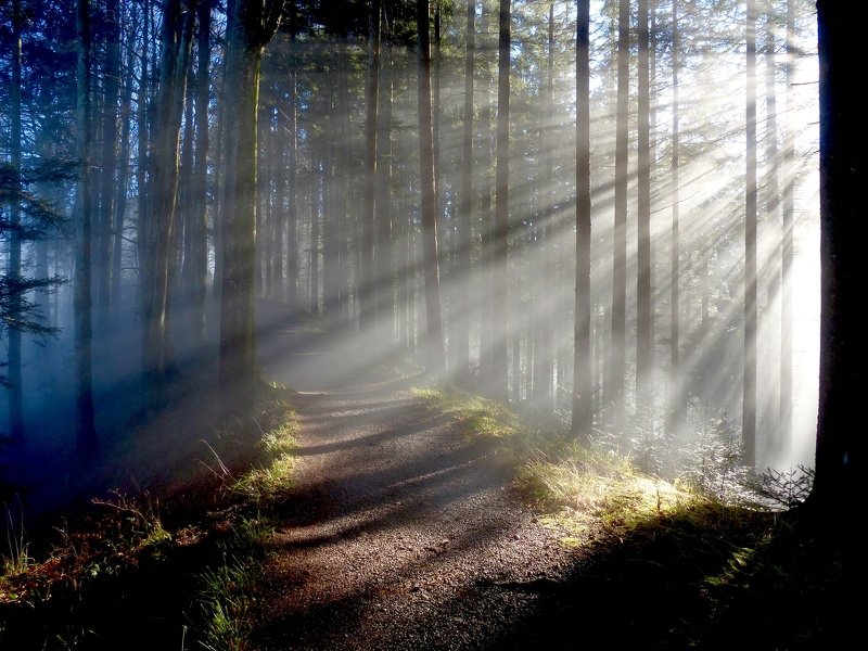 Looking for light фото превью