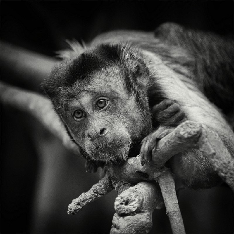 * фото превью