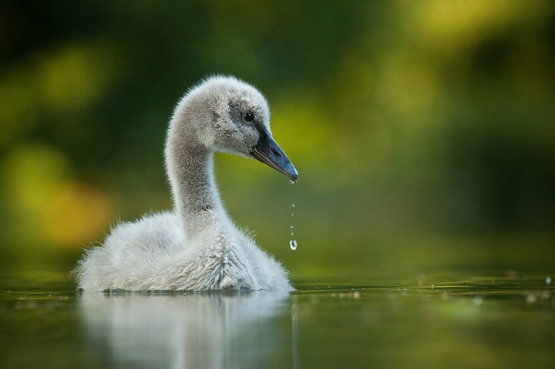 Black swan baby фото превью