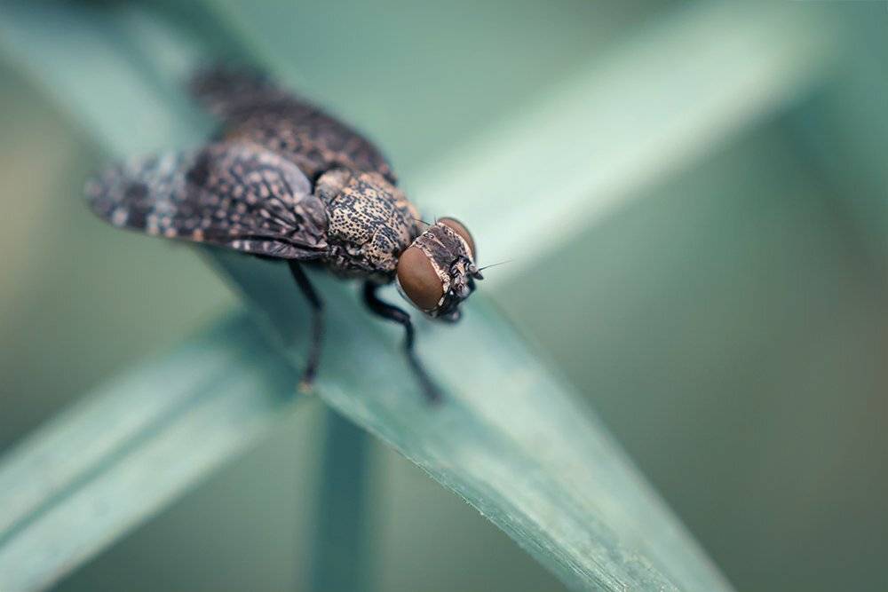 макро, муха, природа, macro, bug, fly, Марина Хилько