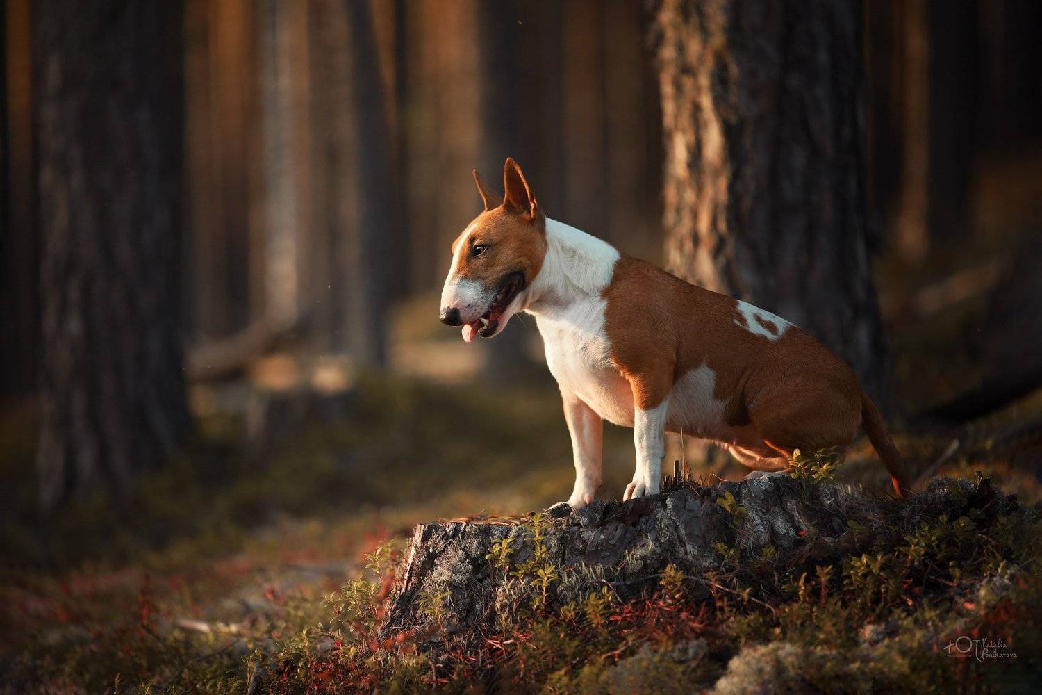 , Наталия Поникарова