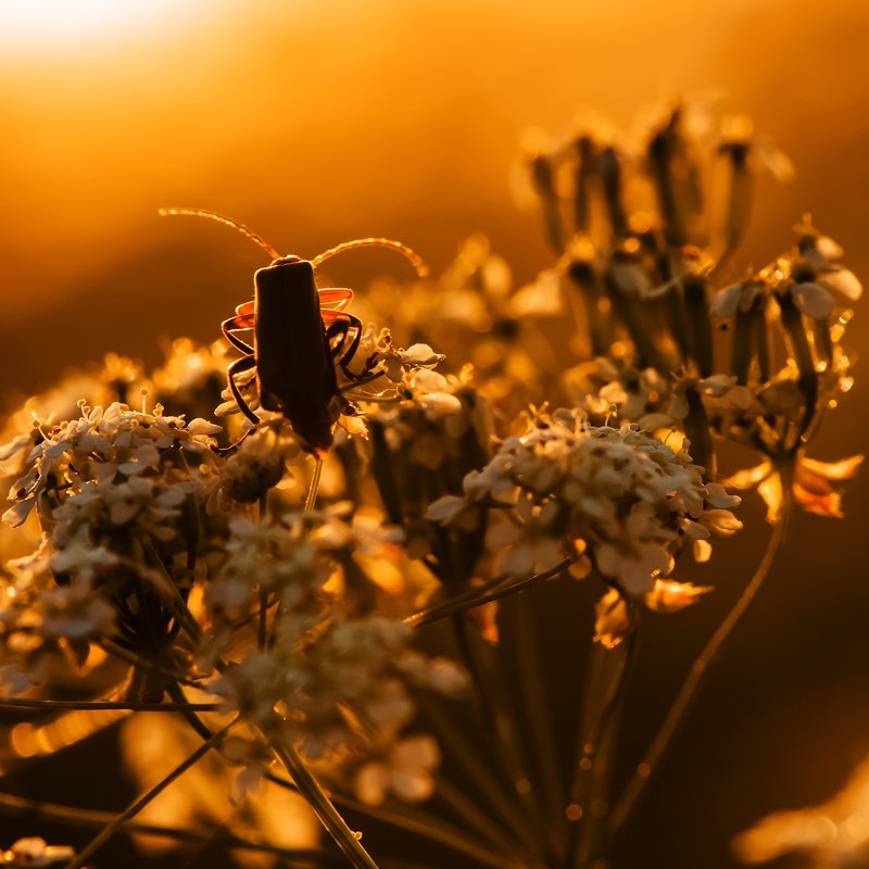 На встречу солнцу фото превью