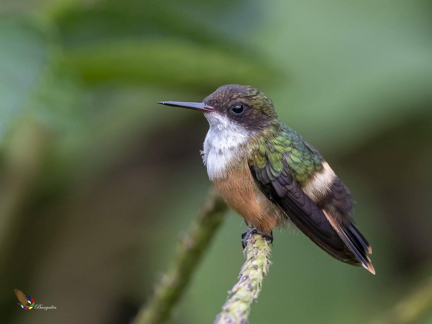 , Fernando Burgalin Sequeira