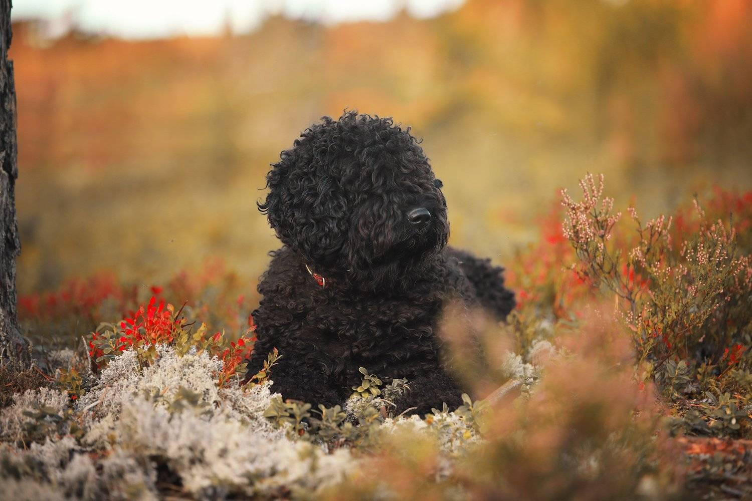 , Наталия Поникарова