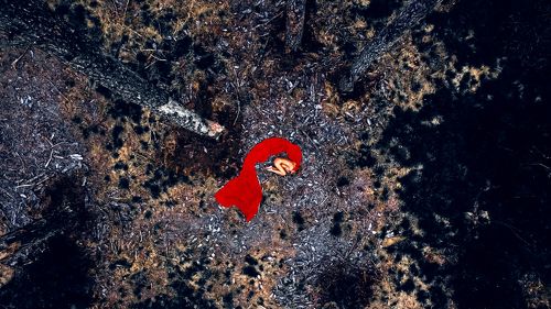 And into the forest I go to lose my Mind and find my Soul