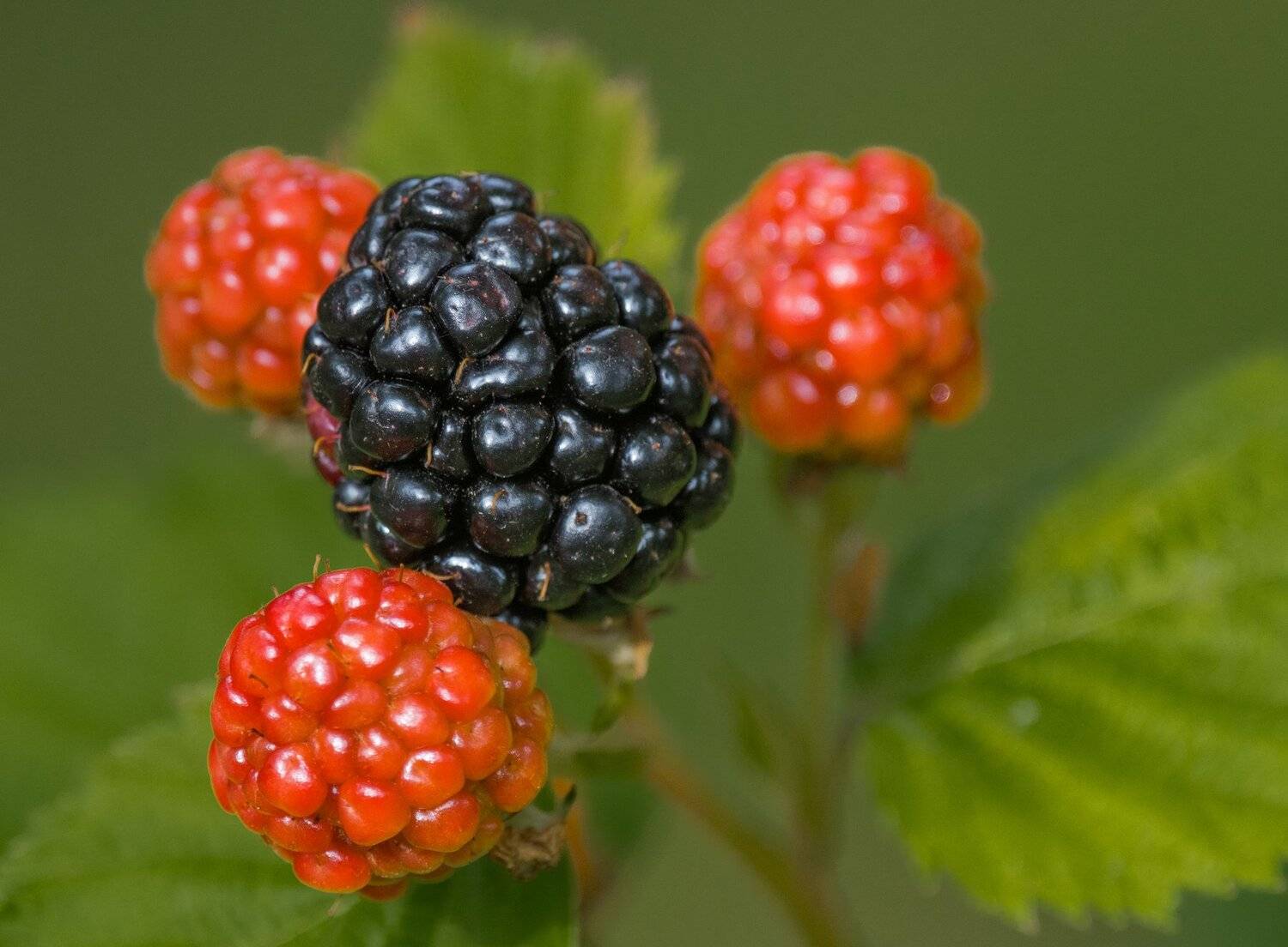 , Курлянцев Алексей