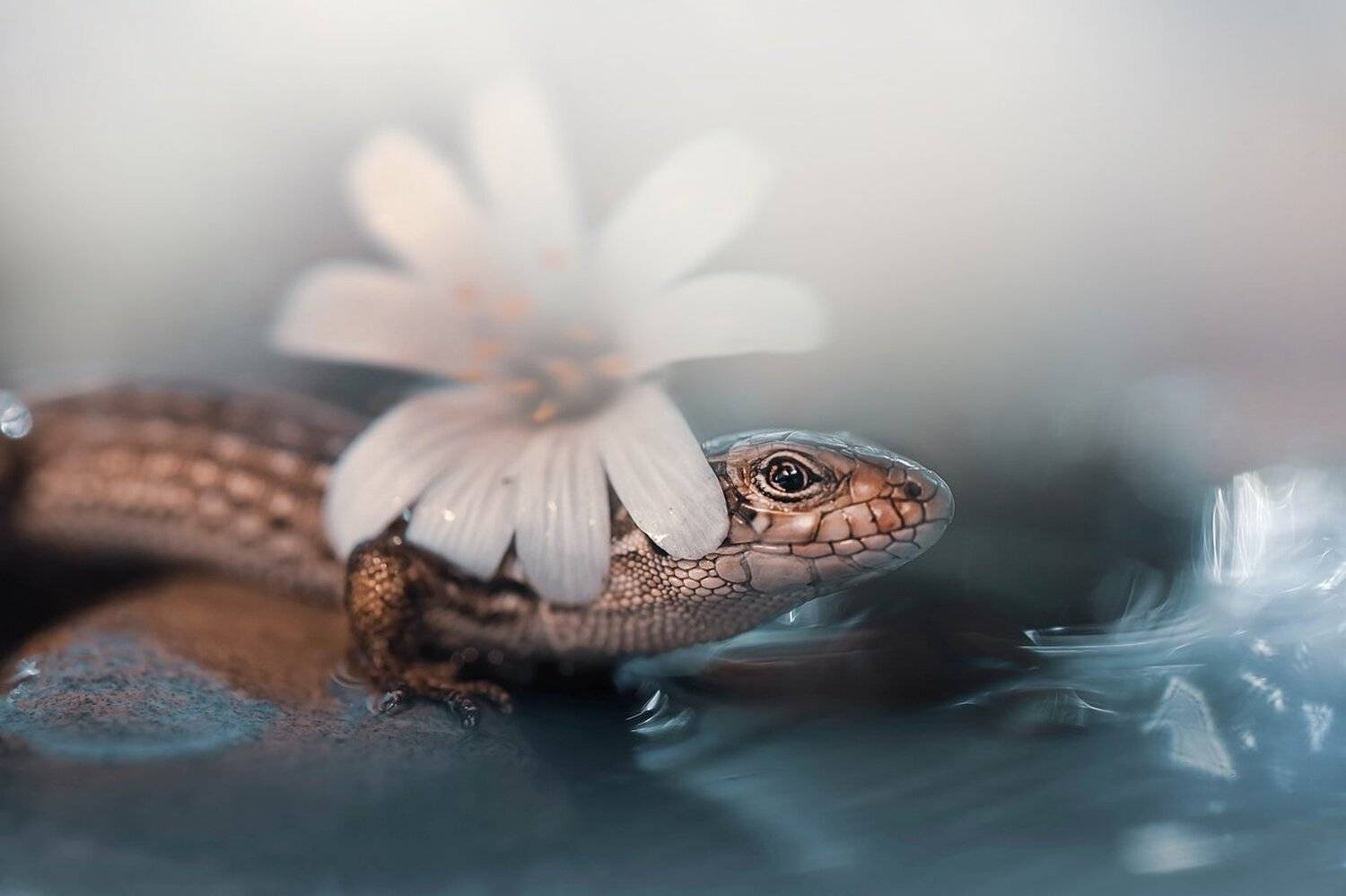 , Лапшина Владлена