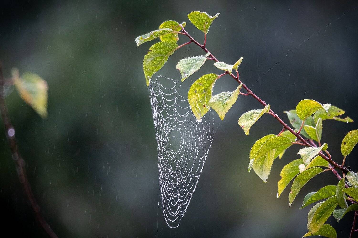 toile d\'araign&eacute;e; spider; nature, Sib&eacute;