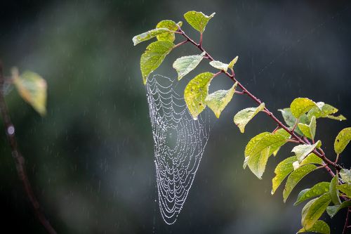 Spider Web
