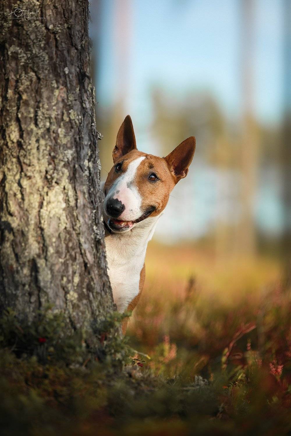 , Наталия Поникарова