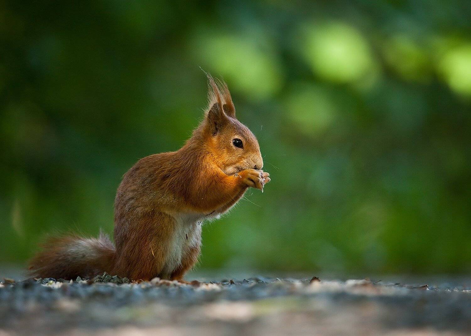 Squirrel. Автор: Robert Adamec , Robert Adamec