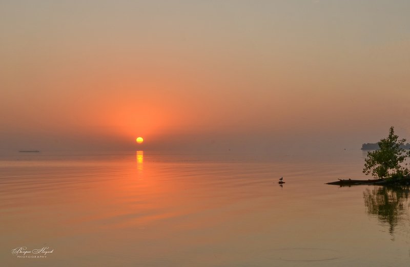 утро, сентябрь, восход, рассвет, птица Утренний минимализм фото превью
