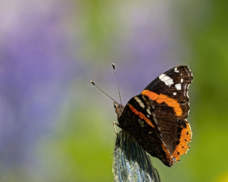 Iceland,butterfly King butterfly фото превью