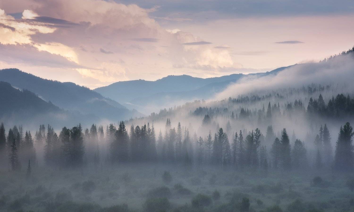 алтай, горный алтай, июль, горы, шебалинский район, река, туман, тайга, лес, ело, склоны гор, курильский чай, Алена Рубан