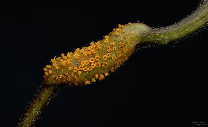 макро, природа, растения, грибы, паразиты, macro, nature, plants, fungi, parasites, Пукциниевые фото превью